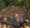 https://www.tp24.it/immagini_articoli/14-04-2017/1492153426-0-castelvetrano-carcasse-di-cane-in-una-fossa-comune.jpg