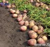 https://www.tp24.it/immagini_articoli/14-06-2017/1497466530-0-adesso-marsala-rubano-anche-limoni-patate-campi.jpg