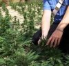 https://www.tp24.it/immagini_articoli/14-07-2016/1468491351-0-marsala-scoperte-altre-piante-di-marijuana-un-arresto-dei-carabinieri.jpg