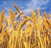 https://www.tp24.it/immagini_articoli/15-02-2017/1487151820-0-agroalimentare-gli-agronomi-trapanesi-lanciano-l-allarme-sul-grano-canadese.jpg