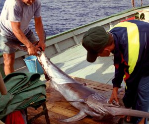 https://www.tp24.it/immagini_articoli/15-11-2016/1479231772-0-pescatori-siciliani-in-allarme-per-le-quote-pesce-spada-si-rischia-la-fishexit.jpg