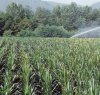 https://www.tp24.it/immagini_articoli/16-04-2016/1460799173-0-trapani-aumento-di-cinque-volte-dei-canoni-irrigui-protestano-gli-agricoltori.jpg