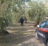 https://www.tp24.it/immagini_articoli/16-11-2017/1510834744-0-paceco-sorpresi-carabinieri-rubare-olive-arrestate-persone.jpg