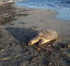 https://www.tp24.it/immagini_articoli/17-01-2014/1389942411-0-tartaruga-trovata-morta-nella-spiaggia-di-mazara.jpg