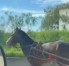 https://www.tp24.it/immagini_articoli/17-02-2024/1708171520-0-un-cavallo-con-calesse-al-galoppo-in-strada-il-video.jpg