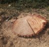 https://www.tp24.it/immagini_articoli/17-05-2016/1463475579-0-scrive-vincenzo-sugli-alberi-tagliati-a-ciavolo-capire-cos-e-successo.jpg