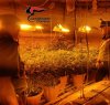 https://www.tp24.it/immagini_articoli/17-10-2019/1571309075-0-scoperta-piantagione-marijuana-alcamo-arrestato-uomo.jpg