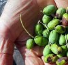 https://www.tp24.it/immagini_articoli/17-11-2014/1416255809-0-uva-e-olive-crisi-in-provincia-di-trapani-gli-agricoltori-a-noi-i-soldi-dei-forestali.jpg