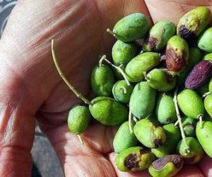 https://www.tp24.it/immagini_articoli/17-11-2014/1416255809-0-uva-e-olive-crisi-in-provincia-di-trapani-gli-agricoltori-a-noi-i-soldi-dei-forestali.jpg