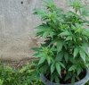 https://www.tp24.it/immagini_articoli/18-01-2017/1484706316-0-marsala-coltivare-una-sola-pianta-di-marijuana-non-e-reato.jpg