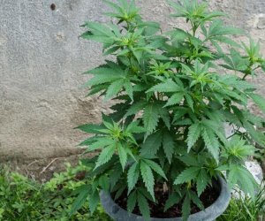 https://www.tp24.it/immagini_articoli/18-01-2017/1484706316-0-marsala-coltivare-una-sola-pianta-di-marijuana-non-e-reato.jpg
