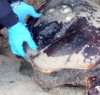https://www.tp24.it/immagini_articoli/18-02-2019/1550506904-0-bari-strage-tartarughe-marine-decapitate-superstizione.jpg