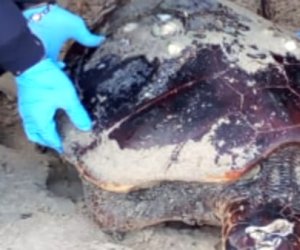 https://www.tp24.it/immagini_articoli/18-02-2019/1550506904-0-bari-strage-tartarughe-marine-decapitate-superstizione.jpg