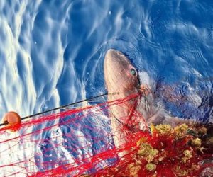 https://www.tp24.it/immagini_articoli/18-08-2021/1629306713-0-sicilia-uno-squalo-capopiatto-intrappolato-in-una-rete-salvato-da-un-pescatore.jpg