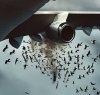 https://www.tp24.it/immagini_articoli/18-09-2023/1695021341-0-cos-e-il-bird-strike-e-come-mai-gli-uccelli-si-scontrano-con-gli-aerei.jpg