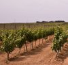 https://www.tp24.it/immagini_articoli/19-04-2017/1492580289-0-petrosino-2017-buffa-d-alberti-non-conosce-la-viticoltura-a-petrosino.jpg