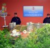 https://www.tp24.it/immagini_articoli/20-01-2018/1516457207-0-niente-arredi-mazara-uomo-dedica-stanza-casa-coltivazione-marijuana.jpg