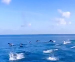 https://www.tp24.it/immagini_articoli/20-02-2024/1708422596-0-la-meraviglia-nbsp-dei-delfini-al-largo-di-pantelleria-il-video.jpg