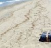 https://www.tp24.it/immagini_articoli/20-03-2023/1679293293-0-sicilia-puliscono-la-spiaggia-dai-rifiuti-e-trovano-due-pacchetti-di-hashish.jpg