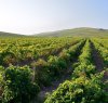 https://www.tp24.it/immagini_articoli/20-04-2017/1492667448-0-vino-cantine-europa-da-petrosino-alla-conquista-dell-etna.jpg