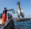 https://www.tp24.it/immagini_articoli/20-04-2022/1650444844-0-nbsp-pesca-aiuti-post-emergenza-covid-contributi-per-800-imbarcazioni-siciliane-a-breve-graduatoria.jpg
