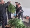 https://www.tp24.it/immagini_articoli/20-04-2023/1681983900-0-una-donna-di-marsala-coltiva-marijuana-in-soggiorno.jpg