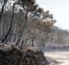 https://www.tp24.it/immagini_articoli/20-07-2017/1500541905-0-dopo-lincendio-prosegue-campagna-donare-10000-alberi-pantelleria.jpg