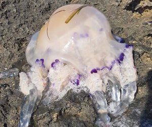 https://www.tp24.it/immagini_articoli/20-07-2018/1532069993-0-medusa-gigante-mare-mazara.png