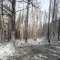https://www.tp24.it/immagini_articoli/20-08-2022/1661011924-0-incendi-nel-trapanese-bosco-scorace-non-c-e-piu.jpg