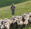 https://www.tp24.it/immagini_articoli/20-11-2014/1416485450-0-allarme-pecore-in-sicilia-coldiretti-allevamenti-a-rischio-troppe-importazioni.jpg