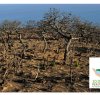 https://www.tp24.it/immagini_articoli/20-12-2017/1513748931-0-raccolti-38mila-euro-campagna-10000-alberi-pantelleria.jpg
