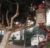 https://www.tp24.it/immagini_articoli/21-01-2020/1579601849-0-trapani-comune-pota-alberi-viale-regina-elena-protestano-residenti.jpg
