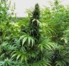 https://www.tp24.it/immagini_articoli/21-06-2016/1466504962-0-alcamo-scoperta-piantagione-di-marijuana-con-450-piante.jpg
