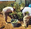 https://www.tp24.it/immagini_articoli/22-02-2024/1708602870-0-viticoltura-si-alla-vendemmia-verde-in-sicilia-boccata-d-ossigeno.jpg