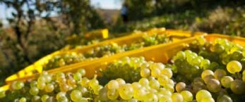 https://www.tp24.it/immagini_articoli/22-04-2016/1461314429-0-vitivinicoltura-la-cia-di-petrosino-lancia-un-nuovo-allarme-sui-prezzi-dei-vini-sfusi.jpg