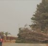 https://www.tp24.it/immagini_articoli/22-04-2019/1555918805-0-marsala-danni-scirocco-albero-strada-lungomare-vicino-signorino.jpg