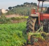 https://www.tp24.it/immagini_articoli/22-11-2021/1637580279-0-sicilia-80-milioni-per-progetti-di-ammodernamento-delle-aziende-agricole.jpg