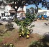 https://www.tp24.it/immagini_articoli/23-02-2021/1614073660-0-marsala-alberi-di-limone-in-piazza-caprera.jpg