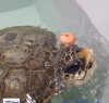 https://www.tp24.it/immagini_articoli/23-05-2018/1527055754-0-favignana-quattro-tartarughe-recuperate-curate-presso-centro-primo-soccorso.jpg