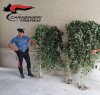 https://www.tp24.it/immagini_articoli/23-08-2017/1503484625-0-castelvetrano-coltiva-case-piante-marijuana-arrestato-48enne.jpg