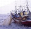 https://www.tp24.it/immagini_articoli/23-12-2013/1387808733-0-cnr-al-lavoro-sulla-pesca-sostenibile.jpg