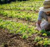 https://www.tp24.it/immagini_articoli/24-01-2020/1579886525-0-agricoltura-primato-sicilia-numero-giovani-under-titolari-aziende.jpg
