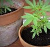 https://www.tp24.it/immagini_articoli/24-02-2023/1677269199-0-coltivare-qualche-piantina-di-cannabis-in-casa-non-e-reato-nbsp.jpg