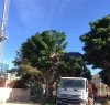 https://www.tp24.it/immagini_articoli/24-05-2017/1495603226-0-trapani-comune-vuole-abbattere-primi-alberi-cittadini-oppongono.jpg