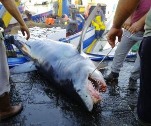 https://www.tp24.it/immagini_articoli/24-05-2020/1590308821-0-sicilia-pescato-uno-squalo-mako-di-quattro-metri-il-video-nbsp.jpg