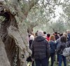 https://www.tp24.it/immagini_articoli/24-10-2018/1540416273-0-paesaggio-impegno-olivicoltori-sicilia-camminata-olivi-2018.jpg