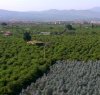 https://www.tp24.it/immagini_articoli/24-12-2015/1450937308-0-coldiretti-per-l-agricoltura-siciliana-il-2015-e-stato-un-ottimo-anno.jpg