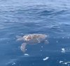 https://www.tp24.it/immagini_articoli/25-07-2021/1627204850-0-una-meravigliosa-tartaruga-nuova-nel-mare-delle-egadi.jpg