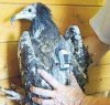 https://www.tp24.it/immagini_articoli/25-09-2017/1506325766-0-marettimo-fatto-tappa-apollo-uccello-rischio-estinzione.jpg