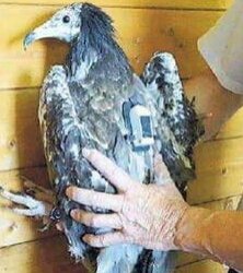 https://www.tp24.it/immagini_articoli/25-09-2017/1506325766-0-marettimo-fatto-tappa-apollo-uccello-rischio-estinzione.jpg